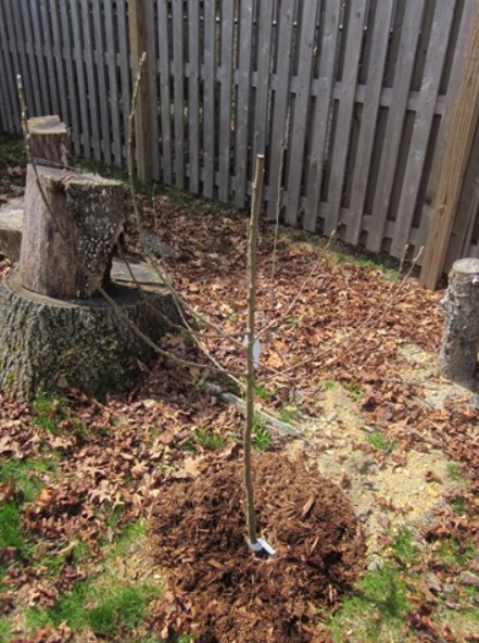 newly planted apple tree with mulch around the base