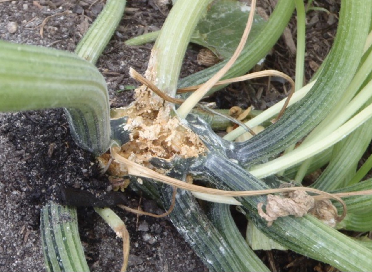 Squash bug damage on zucchini plants Greenhouse Yard