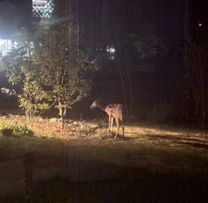 deer in my bayville new jersey food forest